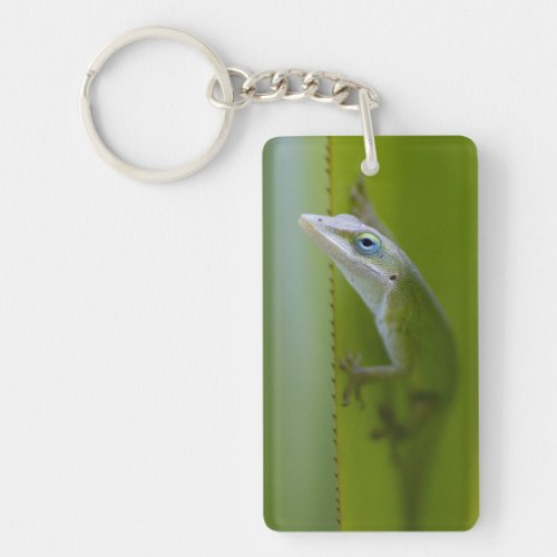 A green anole is an arboreal lizard keychain