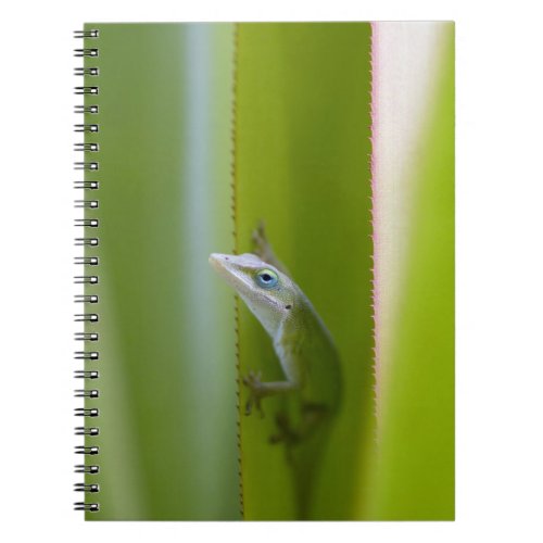 A green anole is an arboreal lizard notebook