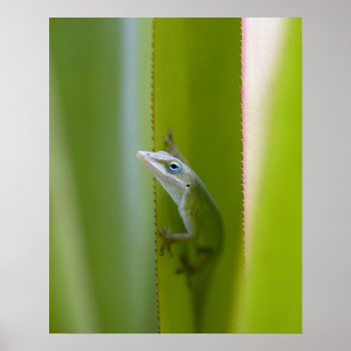 A green anole is an arboreal lizard poster