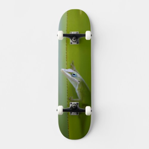 A green anole is an arboreal lizard skateboard deck