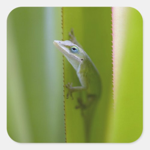 A green anole is an arboreal lizard square sticker