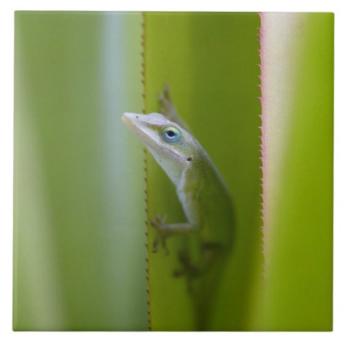 A green anole is an arboreal lizard tile