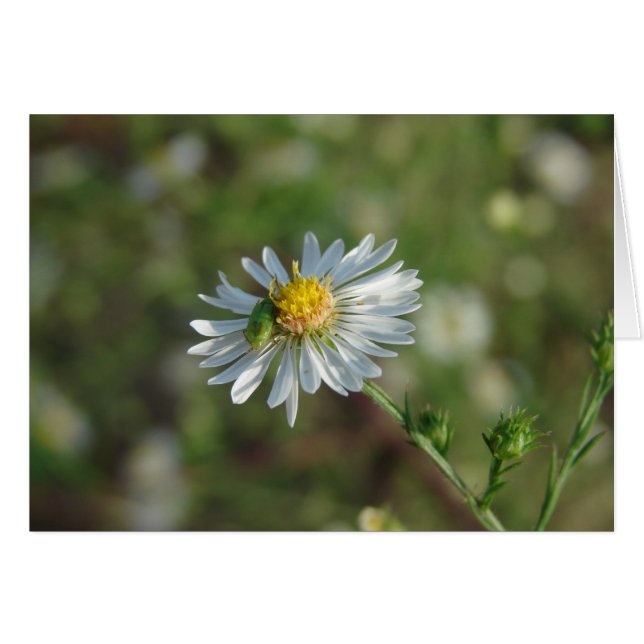 A Green Bug on a White Flower Cards (Front Horizontal)
