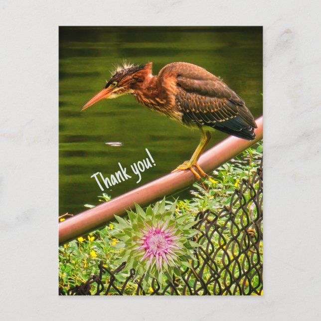 A green heron postcard (Front)