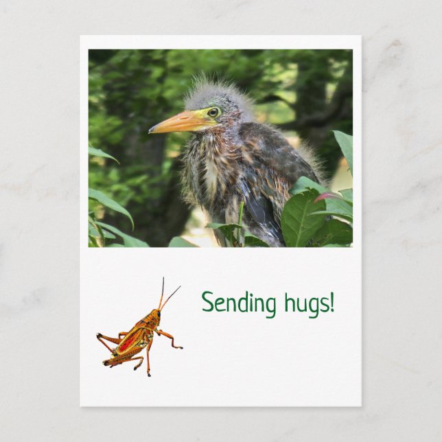 A green heron postcard (Front)