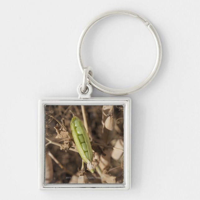 A Green Pea Pod On A Dried Pea Pod Plant Keychain (Front)