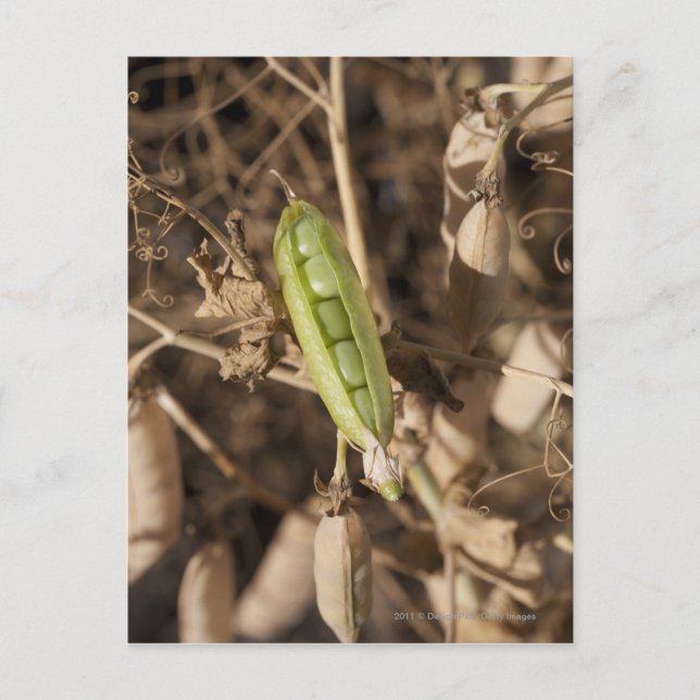 A Green Pea Pod On A Dried Pea Pod Plant Postcard (Front)