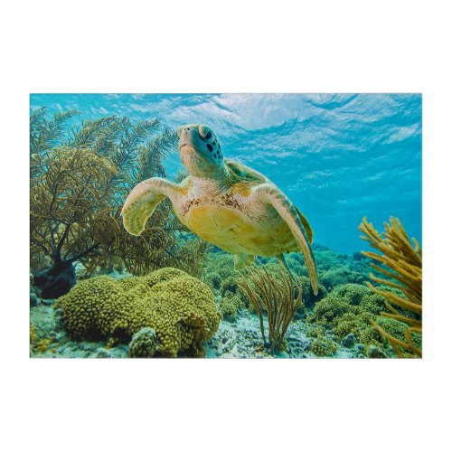 A Green Turtle On The Shallow Reefs Of Bonaire Acrylic Print