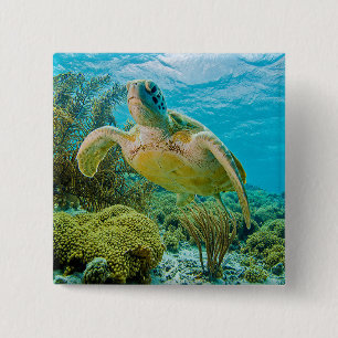 A Green Turtle On The Shallow Reefs Of Bonaire Button