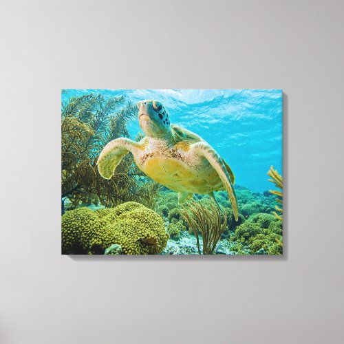 A Green Turtle On The Shallow Reefs Of Bonaire Canvas Print