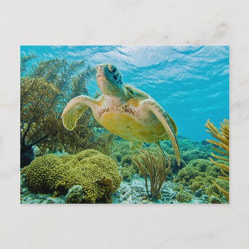 A Green Turtle On The Shallow Reefs Of Bonaire Postcard