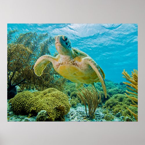 A Green Turtle On The Shallow Reefs Of Bonaire Poster
