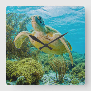 A Green Turtle On The Shallow Reefs Of Bonaire Square Wall Clock