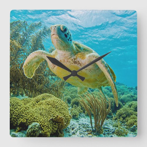 A Green Turtle On The Shallow Reefs Of Bonaire Square Wall Clock