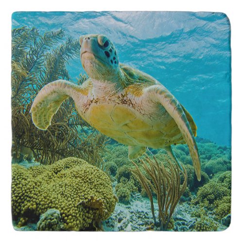 A Green Turtle On The Shallow Reefs Of Bonaire Trivet