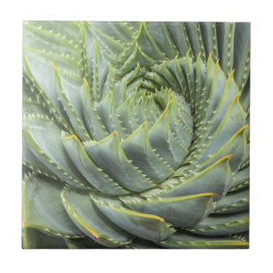 A Green & White Succulent Ceramic Tile
