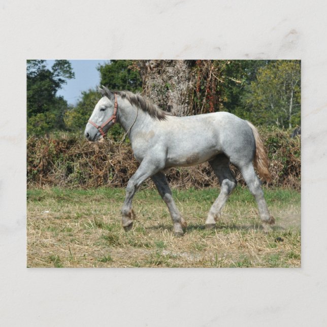 A grey Percheron foal in France Postcard (Front)