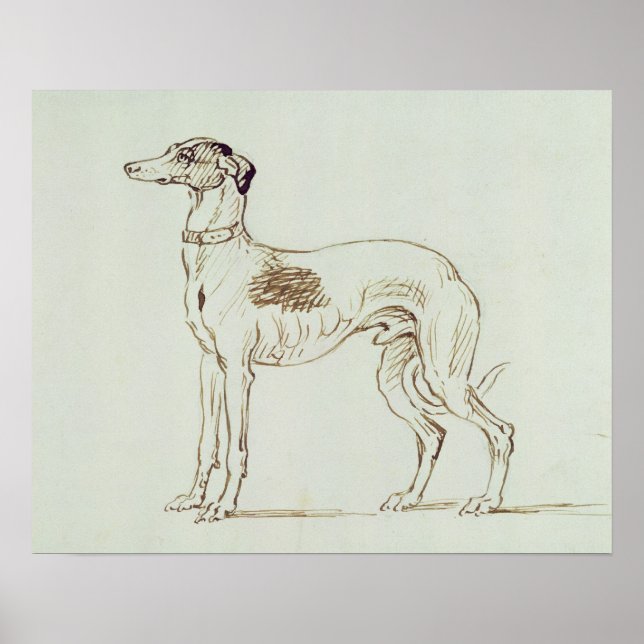 A Greyhound, Facing Left (pen & ink on paper) Poster (Front)