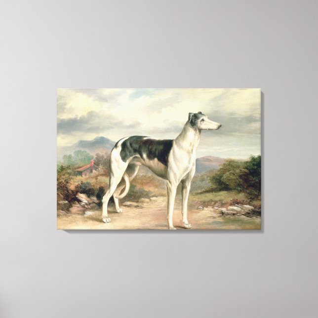 A Greyhound in a hilly landscape Canvas Print (Front)