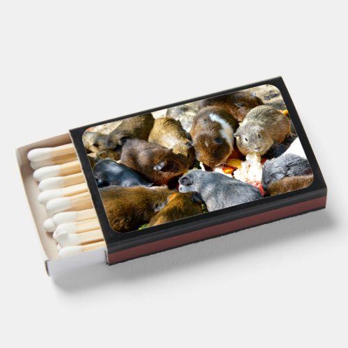 A group animals of guinea pigs Cavia porcellus e Matchboxes