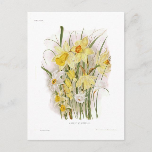 A Group of Daffodils Postcard (Front)