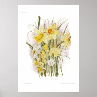 Daffodil Posters | Zazzle