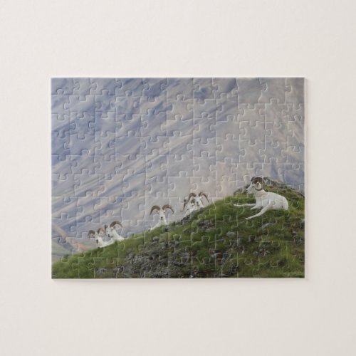 A group of Dall sheep rams rest on Marmot Rock Jigsaw Puzzle