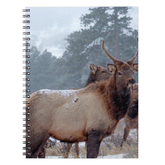 A GROUP OF DEERS NOTEBOOK (Front)