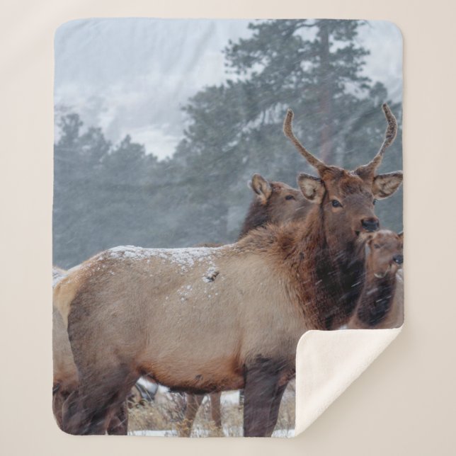 A GROUP OF DEERS SHERPA BLANKET (Front)