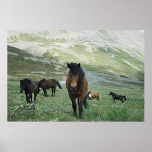 A GROUP OF HORSES ON A MOUNTAIN PASTURE POSTER