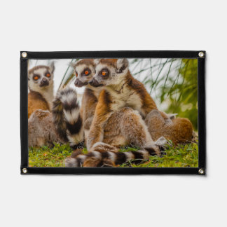 a group of lemurs on pennant