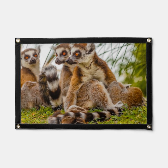 a group of lemurs on pennant (Front)