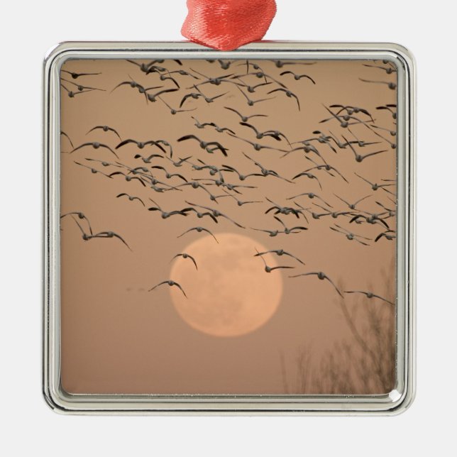 A group of migratory snow geese, Grus Metal Ornament (Front)