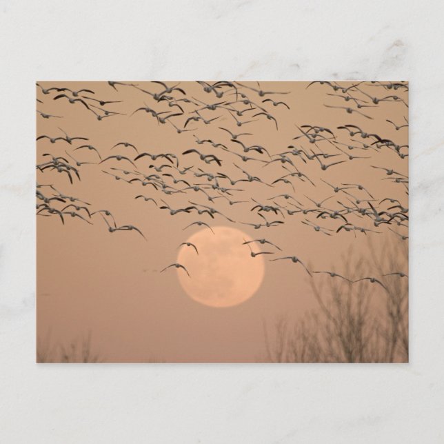 A group of migratory snow geese, Grus Postcard (Front)