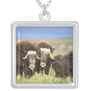 A group of muskoxen browse on willow shrubs on silver plated necklace