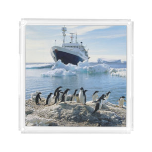 A Group Of Penguins Standing On An Icy Beach Acrylic Tray
