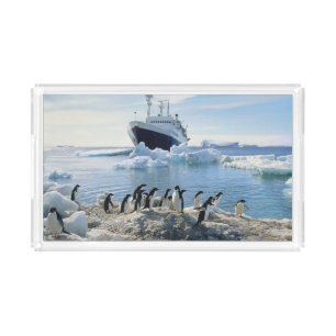 A Group Of Penguins Standing On An Icy Beach Acrylic Tray