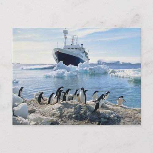 A Group Of Penguins Standing On An Icy Beach Postcard