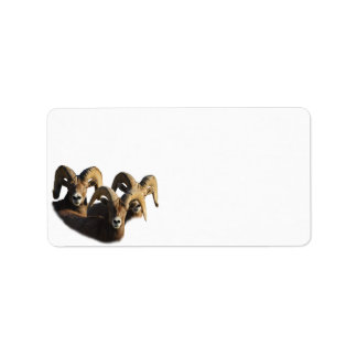 A Group of Rams Label