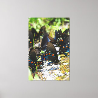 A Group of Swallowtails Canvas Print