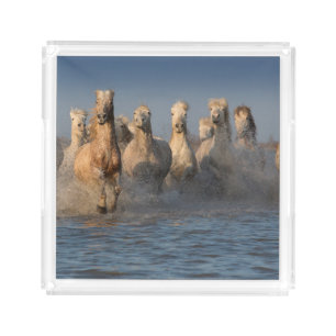 A Group Of White Horses In The Camargue Region Acrylic Tray
