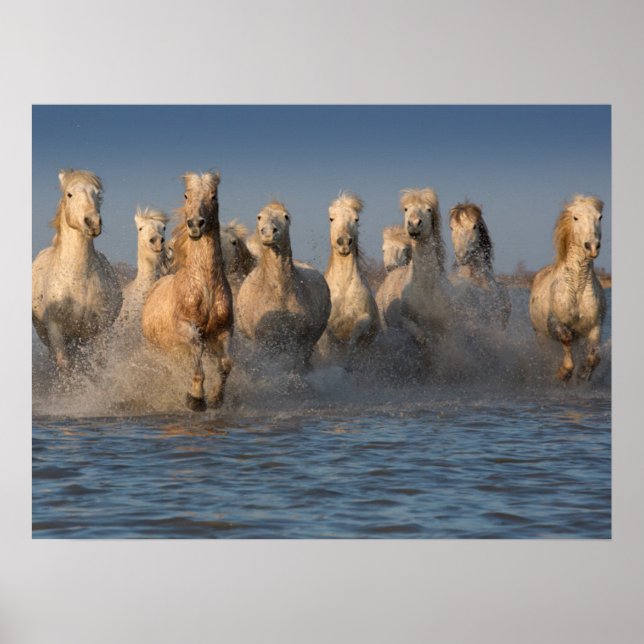 A Group Of White Horses In The Camargue Region Poster (Front)