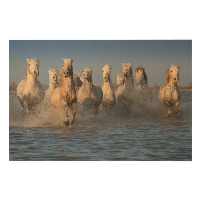 A Group Of White Horses In The Camargue Region Wood Wall Decor (Front)