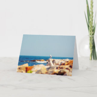 A Gull's Post Card