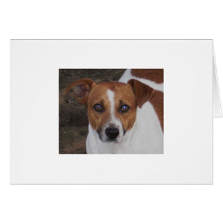 A. H. Airheart, Jack Russell, Mouse & Rat Killer Cards