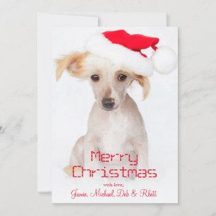 A hairless chinese crested dog holiday card