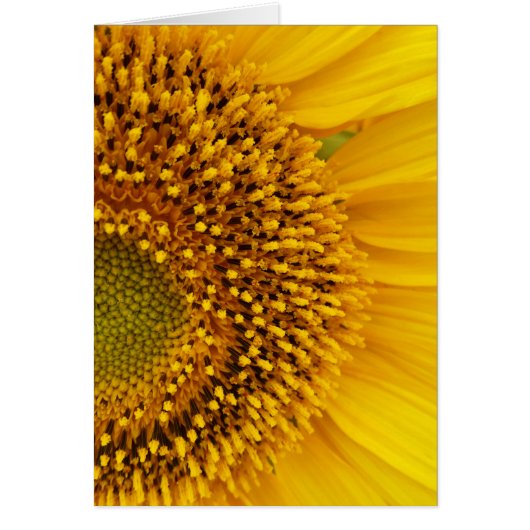 a half-circle (Front)