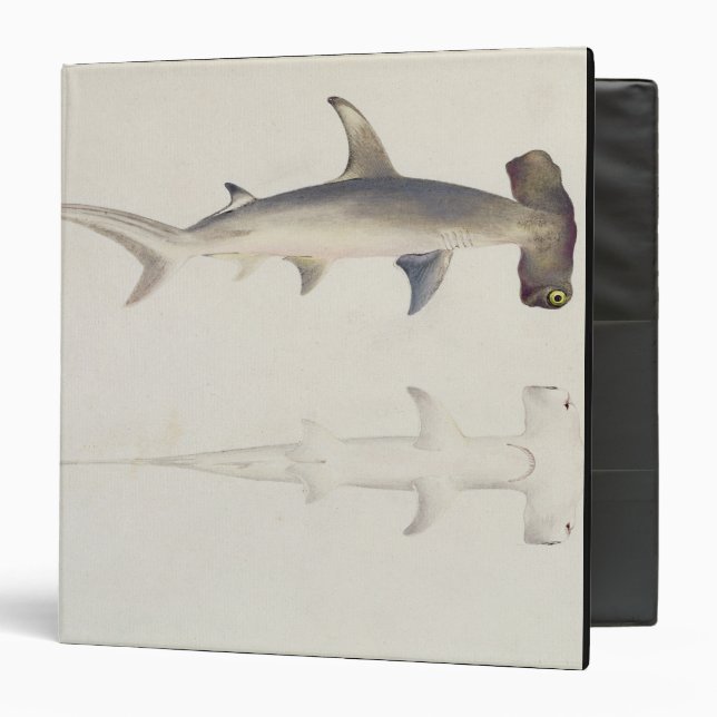 A Hammer-headed Shark, Loheia, formerly attributed Binder (Front/Inside)