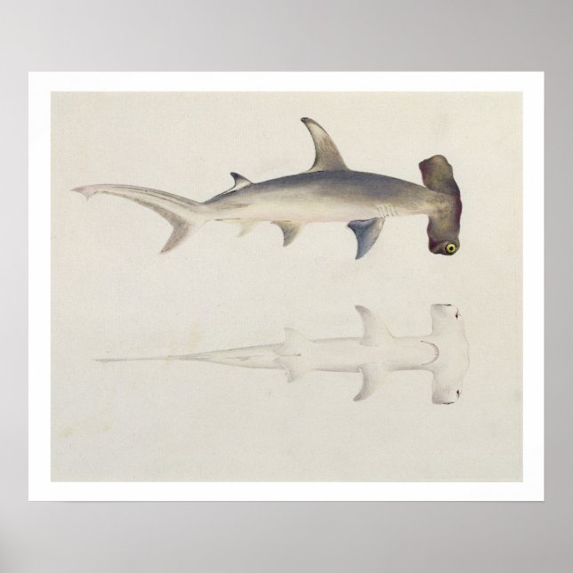 A Hammer-headed Shark, Loheia, formerly attributed Poster (Front)