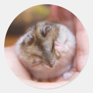 A Hamster Headache Classic Round Sticker